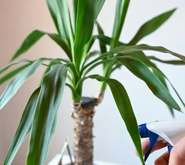 Dłoń spryskuje liście zielonej palmy doniczkowej.